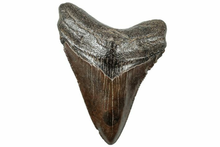 Serrated, Juvenile Megalodon Tooth - South Carolina #312101